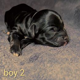 Benoit - Black and white male Cockapoo puppy in Sunset, Louisiana from Cano Cockapoos