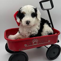 Red - Tri-color female Bernedoodle puppy in Camden, North Carolina from Luv My Doodle