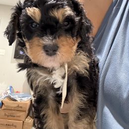 White - Phantom male Bernedoodle puppy in Southampton, Pennsylvania from Pumpkin Patch Doodles