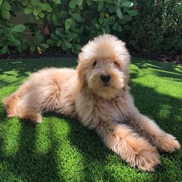 "English Goldendoodle from Moss Creek Goldendoodles" Goldendoodle and Schnoodle Puppies from Moss Creek Goldendoodles