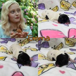 Emma - Black and white female Great Dane puppy in Pollock, Louisiana from Danes Done Right