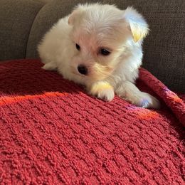 Ginger - White female Maltese puppy in Dallas, Texas from Lizeth's Pups