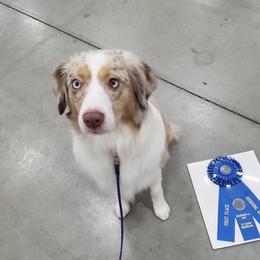 Phish - Miniature American Shepherd