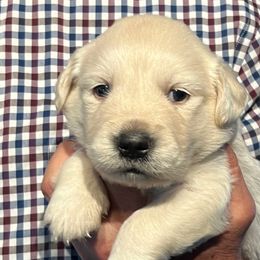 Blue ribbon boy - Light golden male Golden Retriever puppy in Graysville, Tennessee from Country Goldens and Mountain Top Cavaliers