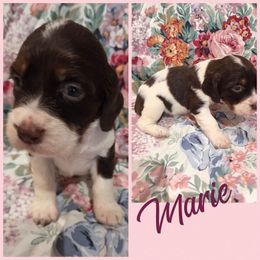 Marie - Liver white and tan female English Springer Spaniel puppy in Sulphur, Louisiana from Settoon Springer Spaniels
