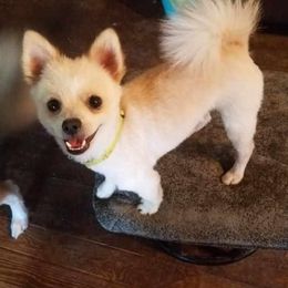 Pomeranians from Becky Dorman's Pomeranians