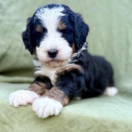 Mint (green collar) - Tri-color male Bernedoodle puppy in Colorado Springs, Colorado from Mercy Mountain Bernedoodles