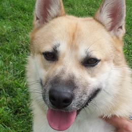 Cato - Norwegian Buhund