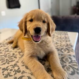 Harlow - Golden female Golden Retriever puppy in Lodi, California from R3 Sport Dogs (R3 Goldens/ R3 Border Collies)