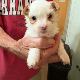 Princess - Black and tan female Yorkshire Terrier puppy in Jacksonville, Arkansas from Royal Yorkie Terrier