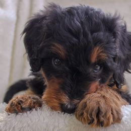 Bernedoodle and Goldendoodle Puppies from Delta Doodles and Poodles