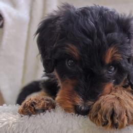 Bernedoodle and Goldendoodle Puppies from Delta Doodles and Poodles