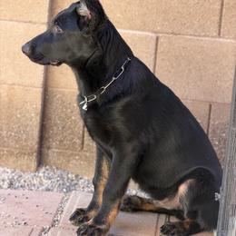 U8 - Bi-color male German Shepherd puppy in Surprise, Arizona from Vom Wustefeuer German Shepherds