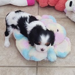 "Baby Girl 2" Cavalier King Charles Spaniel Puppies from Cavaliers of Royalty