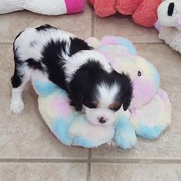 "Baby Girl 2" Cavalier King Charles Spaniel Puppies from Cavaliers of Royalty