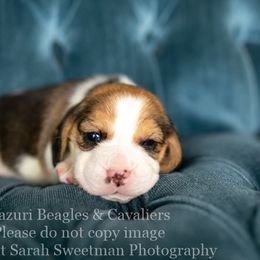 Beagle and Cavalier King Charles Spaniel Puppies from Kazuri Beagles and Cavaliers