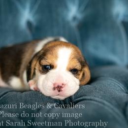 Beagle and Cavalier King Charles Spaniel Puppies from Kazuri Beagles and Cavaliers