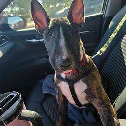 Bull Terrier Puppies from Lynn Hill Bull Terriers