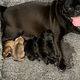 Pugs from Lynnette's Pugs