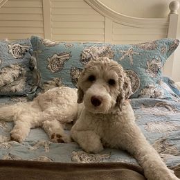 Bernedoodle and Sheepadoodle Puppies from Luvmydoodle