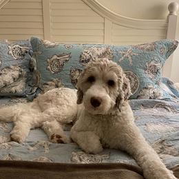 Bernedoodle and Sheepadoodle Puppies from Luvmydoodle