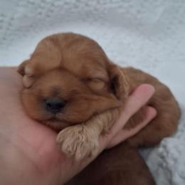 Woody - Red male Cavapoo puppy in Centerton, Arkansas from Velvet Paws Cavapoos