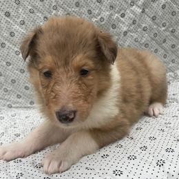 Kelly - Sable merle female Collie puppy in Yulee, Florida from Three Collie Farm