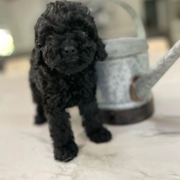 Cockapoo Puppies from Doodle Corner