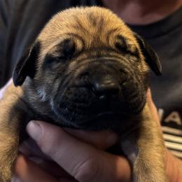 Red collar female - Fawn female Boerboel puppy in Bon Aqua, Tennessee from Erickson Ranch Boerboels