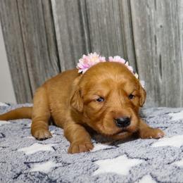 Sassy - Dark golden female Golden Retriever puppy in Guthrie, Oklahoma from Raised Right Pups