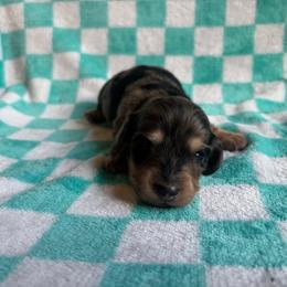 Black collar boy - Dapple male Dachshund puppy in Eustis, Florida from K8’s Dachshunds