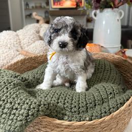 Yellow Collar - Merle male Cavapoo puppy in Indiahoma, Oklahoma from Farm Fresh Doodles