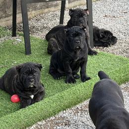 Cane Corso puppies from CANE CORSO DI DROGHEDA