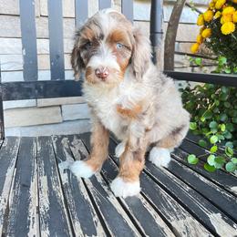 Angie - Tri-color female Bernedoodle puppy in Holtwood, Pennsylvania from Country Ridge Puppies