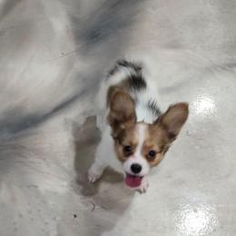 Sassafrass - White and sable female Papillon puppy in Hollister, Missouri from Swan Creek Kennel