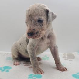 Luna Blue Merle - Merle female Great Dane puppy in Kannapolis, North Carolina from Carolina Great Danes & Toy Poodles
