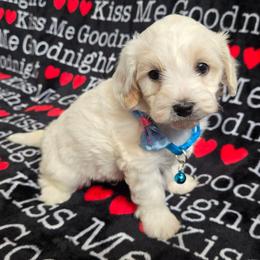 Marshmallow - White male Maltipoo puppy in Sahuarita, Arizona from Cowgirl's Legacy Maltipoos