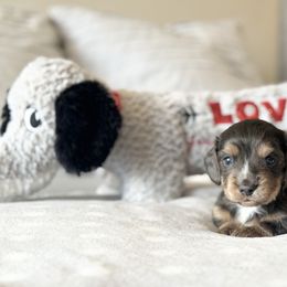 Dachshund Puppies from Silver Dach Farms