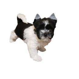 Roscoe - Parti male Yorkshire Terrier puppy in Mattoon, Illinois from Strohlz Yorkies
