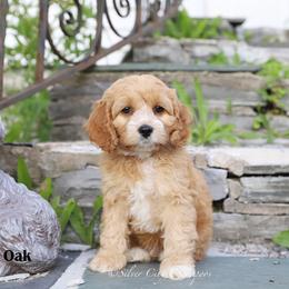Oak - Red male Cockapoo puppy in Canastota, New York from Silver City Cockapoos