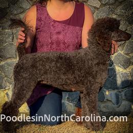Gidget - Poodle