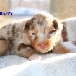 Frappy - Red merle male Australian Shepherd puppy in Coldwater, Michigan from Northern Star Australian Shepherds