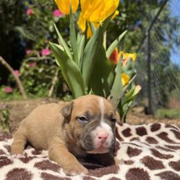 Girl 1 - Fawn female American Pit Bull Terrier puppy in Stanwood, Washington from Barajas Family Ranch