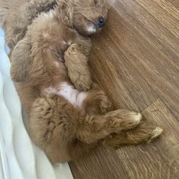 Goldendoodle Puppies from Dapper Doodles of Tennessee