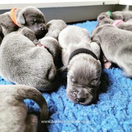 Girl 1 - female Great Dane puppy in Trail, Oregon from Barlow Rock Danes