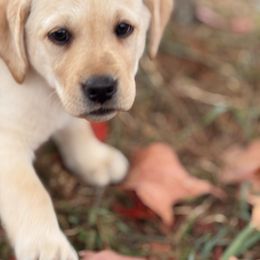 Lizzy-purple - Yellow female Labrador Retriever puppy in Tekonsha, Michigan from Asher Acres Labs