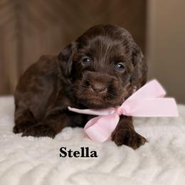 Stella - Chocolate female Australian Labradoodle puppy in Citrus Heights, California from Elite Blend Labradoodles