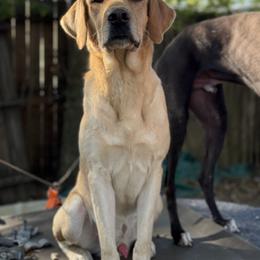 Labrador Retriever and Poodle All Grown Up from CMJ Kennels