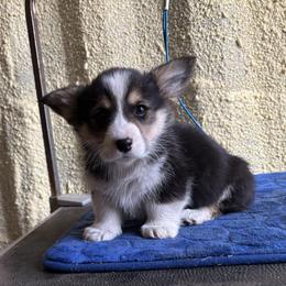 V-2. Valentino - Black and tan male Pembroke Welsh Corgi puppy in Sanford, Michigan from Tambali Pembroke Welsh Corgis