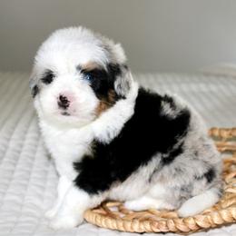 Ozzie - Blue merle male Bernedoodle puppy in Apple Creek, Ohio from Cuddle Paws